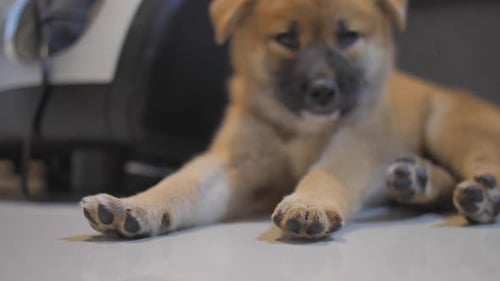 Sleeping Puppy Curled Up on Floor