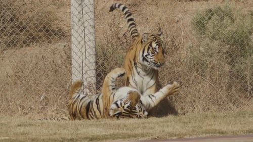 Ralentissement de la lutte contre des tigres captifs