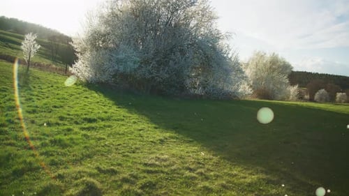 Gewitter in der Nähe eines riesigen weißen Baumes, der im Wind weht, blühende weiße Bäume in der Apfelorchidee, Ackerland in G