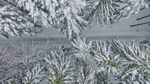 Snowy road in the forest. Bird's eye view of tall trees covered in snow. Aerial view of a winter won