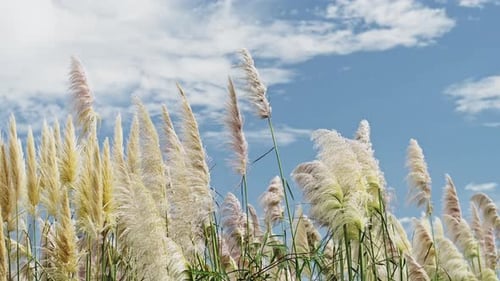 Pampas Grass Plants Swaying in the Wind, Close Up Background of Grasses Gently Blowing in Windy Weat