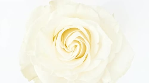 Schöne rosafarbene Rose, rotierend auf weißem Hintergrund, Makroaufnahme, Nahaufnahme, blühende rosa Rosenblüte, offen