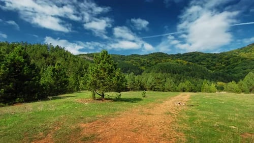 beautiful forest nature with cloudy blue dramatic sky no person green tree