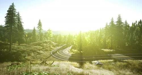 Scenic Winding Road Through Lush Green Forest During Sunrise in Nature