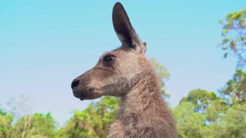 Extreme close up head shot of an eastern grey kangaroo, macropus giganteus wondering around the surr