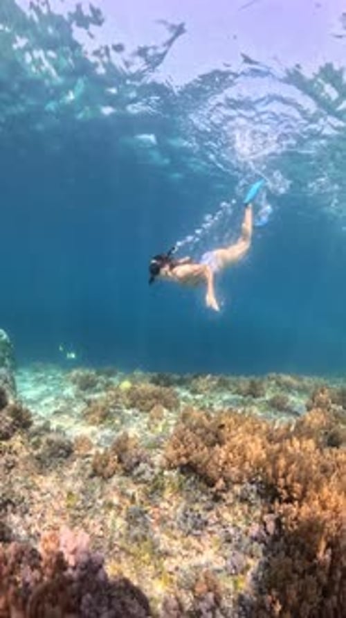 women swimming, underwater view of girls on bikini diving at a coral reef in the ocean