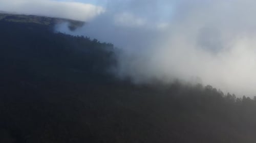 Weiße Wolken ziehen über den Wald an den Hängen des Vulkans Haleakala auf Maui. Drohnen-Ansicht
