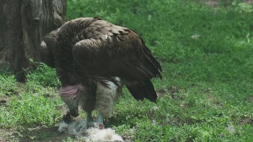 Vulture Bird Feeding
