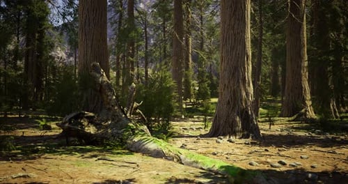 Exploration of a Tranquil Forest Landscape with Tall Trees and Lush Greenery