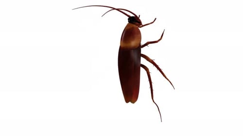 Brown cockroach insect pest isolated on white background