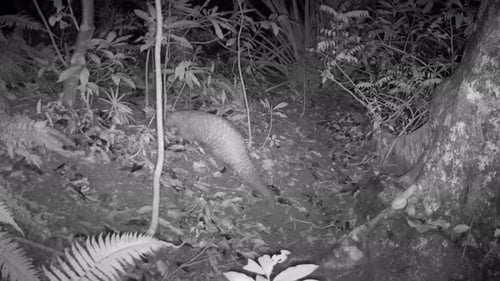 Chinese pangolin walking through the shot at night