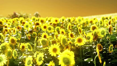 Sunflower Field at the Dramatic Sunset
