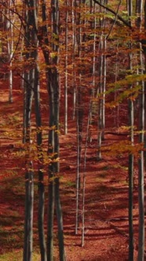 Forêt d'automne lumineuse en journée ensoleillée