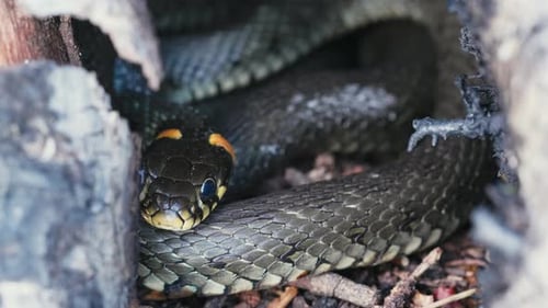 Serpents à gazon commun Natrix Natrix se prélassant un jour de printemps