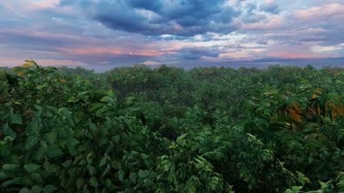 Flight Over Forest At Sunset