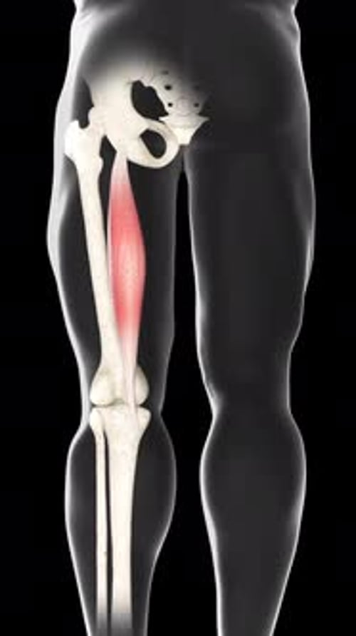 Semitendinosus Muscle Movement Back View Vertical Video