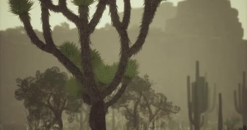 Desert Landscape Showcasing Unique Vegetation and Distant Mountains at Dusk