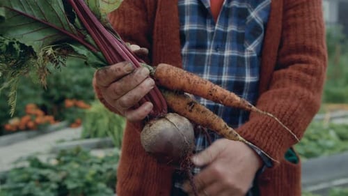 Farmer Holding Bunch of Beets and Carrots Freshly Picked in the Garden