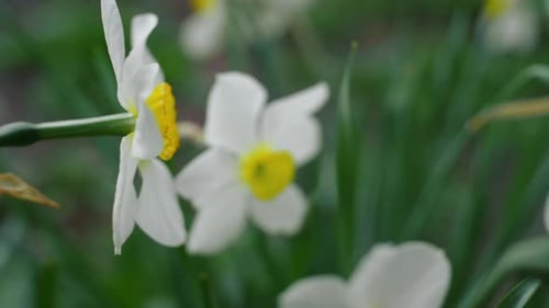 Blumiger Hintergrund. Wunderschöne weiße Blumen, die zwischen lebhaftem grünem Gras blühen. Friedlicher Ausblick