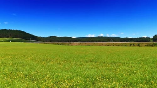 Bright green meadow under clear blue sky.