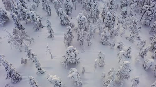 Aerial view backwards over snow covered forest, sunny, winter morning in Lapland