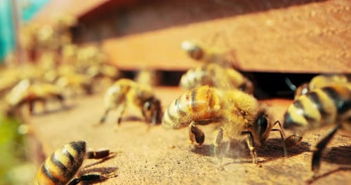 Busy Bees Close Up Shot Selective Focus on Insects Working with Honey Collecting Pollen Making