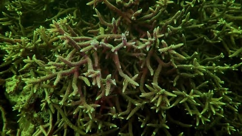 Staghorn coral on a tropical reef.