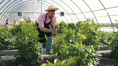 Man Tending Plants in a Greenhouse on a Farm