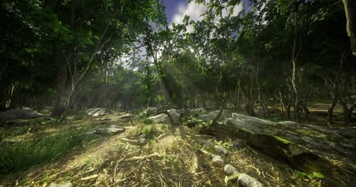 Lush Forest with Sunlight Filtering Through Trees During Midday