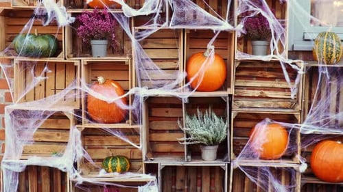 Pumpkins Displayed in Crates with Spiderwebs and Plants