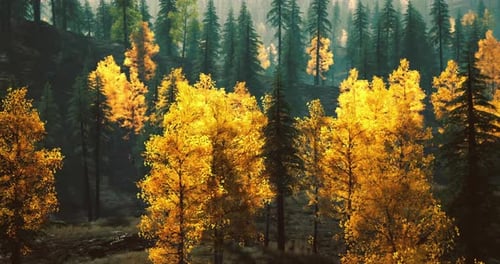 Vibrant Autumn Colors Illuminate a Forest Landscape in Golden Hues