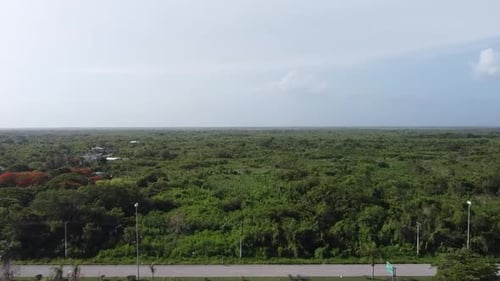 Drone view of the forest and trees and blue sky on a sunny summer day.