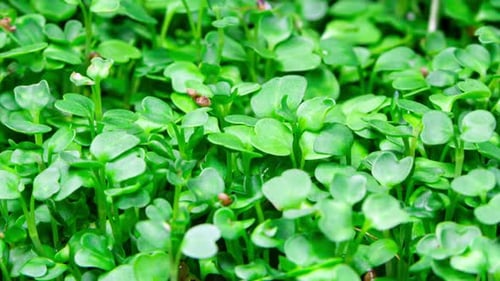 Fresh Green Sprouts Growing Close-Up