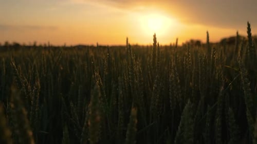 Wind Sways Thick Wheat in Field at Sunset Close Up Green Cereal Field for Making Bread Large Crop of