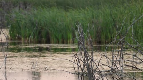 Eau calme avec écorces d'arbres séchées et roseaux denses au lac Sevan en Arménie. Focus sélectif