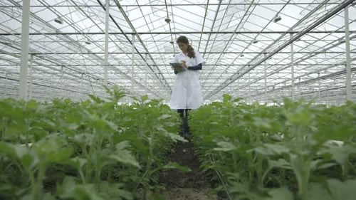 MS Scientist examining plant and using tablet in greenhouse