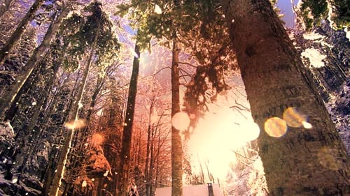 Snow Fall Winter Wonderland in Forest Landscape Scenery