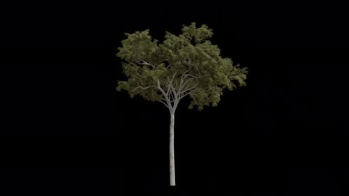 Ghost Gum Tree blowing in the wind. Wind blows Corymbia aparrerinja. Alpha Channel. Loop Animation