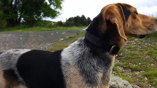 Langgesichtiger Hund beobachtet und hört aufmerksam in den Bergen zu und ist bereit, mit K Spuren zu erschnüffeln