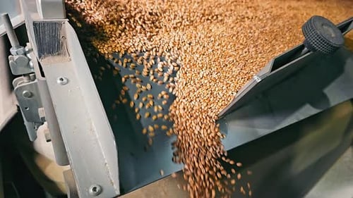 Abundant Harvest Flowing Golden Wheat Grains on a Conveyor Belt