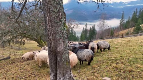 Flock of Sheep Grazing on the Green Hill Behind a Large Tree Trunk Rural Mountain Landscape with
