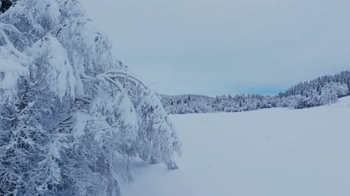 Winter Scene Of Dense Forest Covered In A Thick Blanket Of Snow. Pullback Shot
