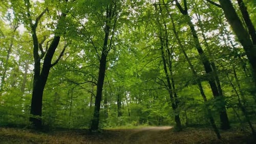 Dirt Road in the Forest