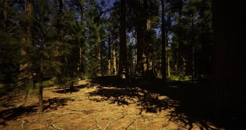 Large Trees Cast Shadows Across the Forest Floor in a Sunlit Woodland