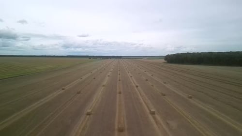 Yellow field with harvested wheat and hay bales. Aerial view of the field with square bales