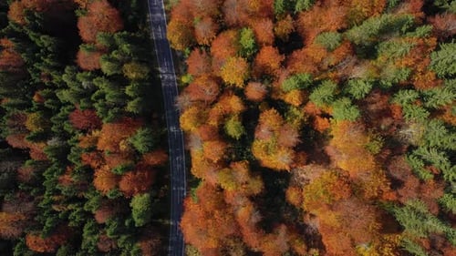 Flying Over The Empty Autumn Road 37