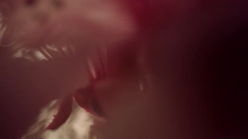 Extreme Close-up of Blossoms with Zooming Camera