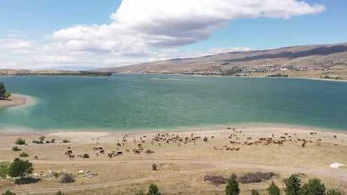 Vue aérienne du troupeau de vaches au bord du lac