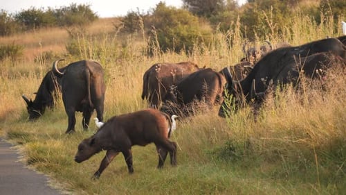La manada de búfalos pasta al borde de la carretera con pájaros caminando entre ellos