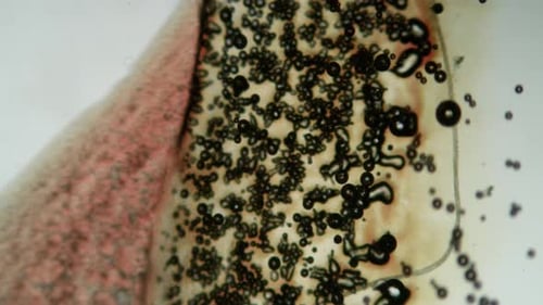 Abstract Microscopic Bubbles Rising in Chemical Reaction